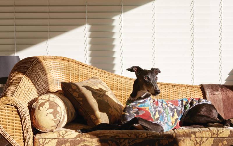 Sighthounds On Sofas