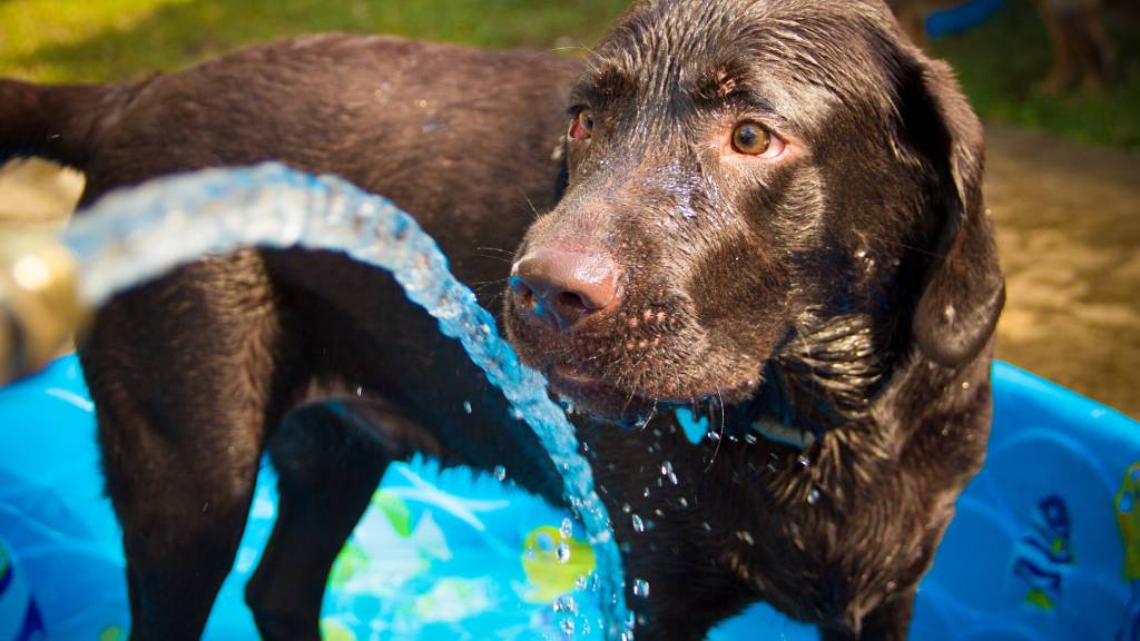 Treats to cool outlet dogs down