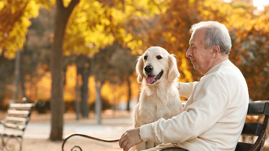 7 Reasons for Seniors to Adopt an Older Dog | Australian Seniors