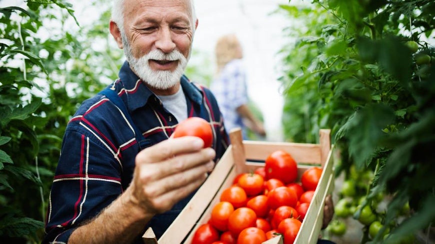 Retired workers are turning to harvest work | Australian Seniors