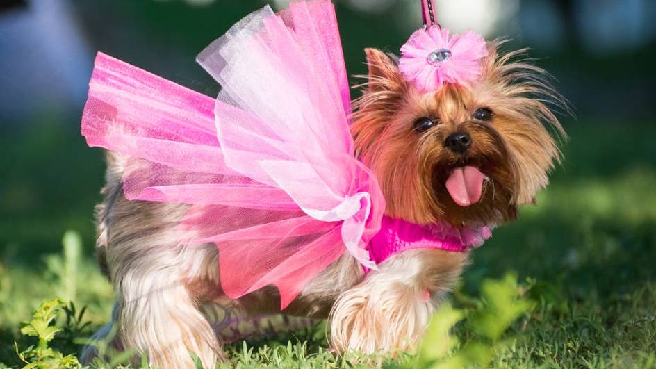 How to dress up your pets for fun | Australian Seniors