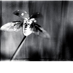 Artwork for track: Lady Beetle by Lucky