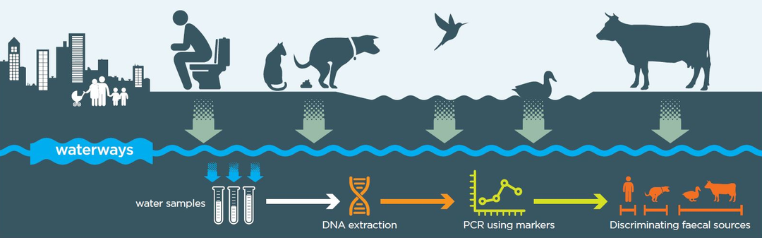 Microbial Source Tracking