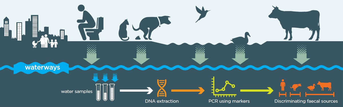 Microbial Source Tracking