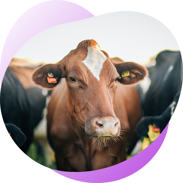 Only Extraordinary Cows