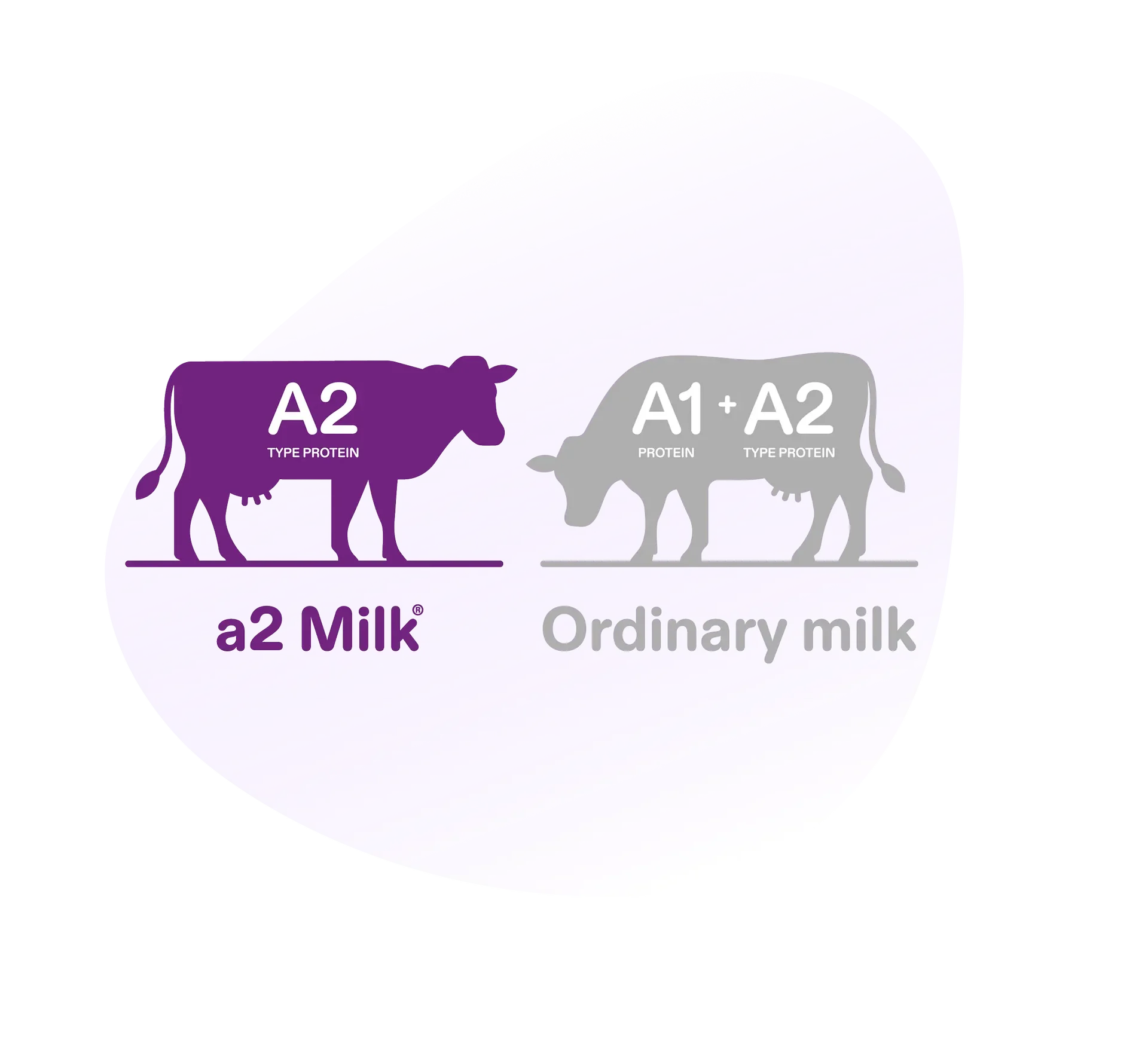 Sự khác biệt của sữa a2 Milk®