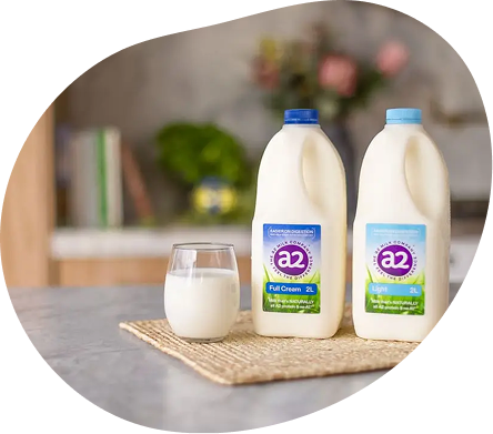 Does all cow's milk have
A1 protein?