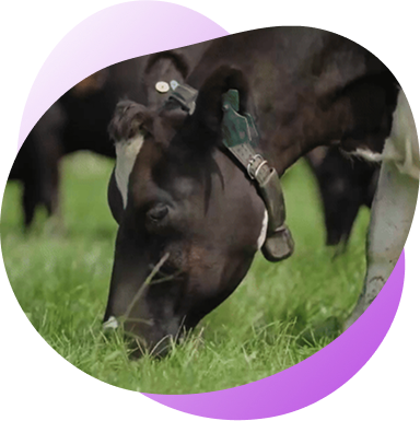 Switching to cow's milk
