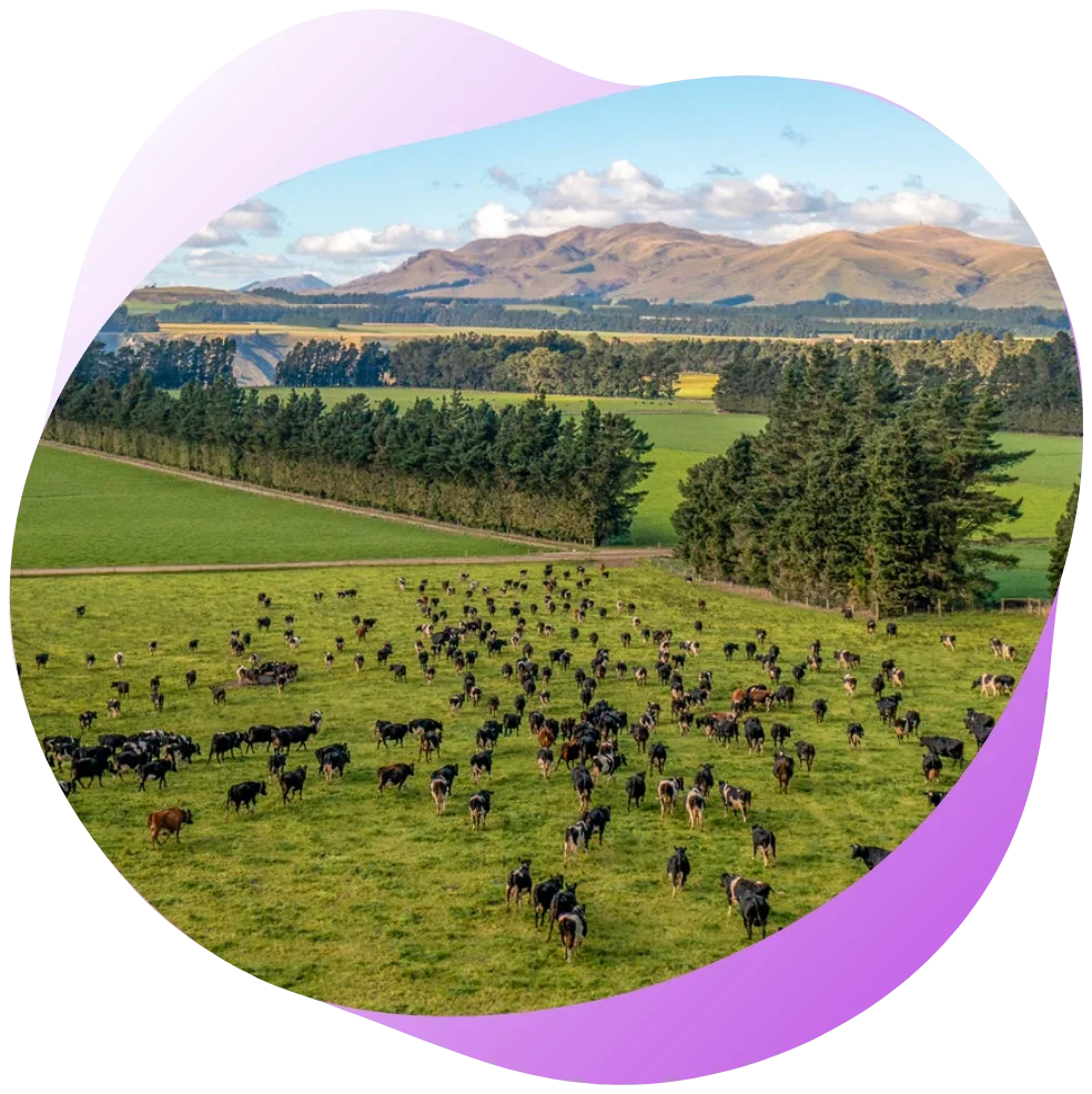 Aerial view of a herd of dairy cows grazing in a green paddock, with trees and hills behind.