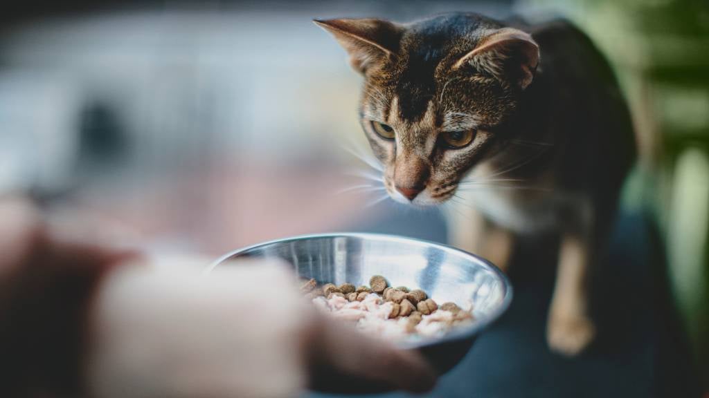 What to feed my cat? RSPCA Pet Insurance