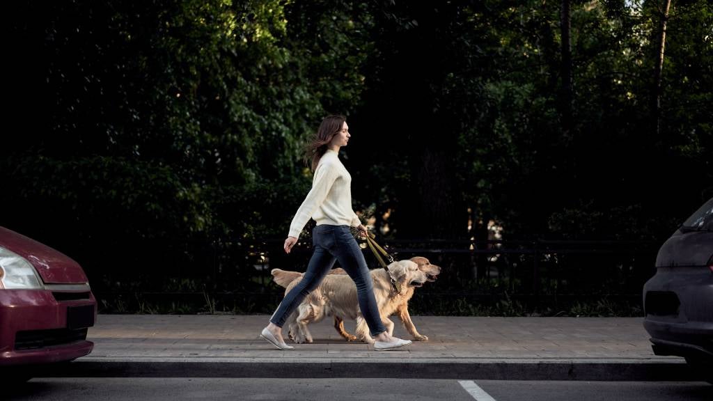 Stress in pets What to look out for RSPCA Pet Insurance