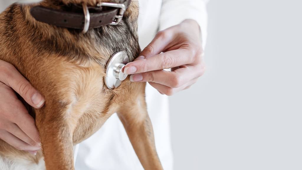 how do dogs get bacterial hepatitis