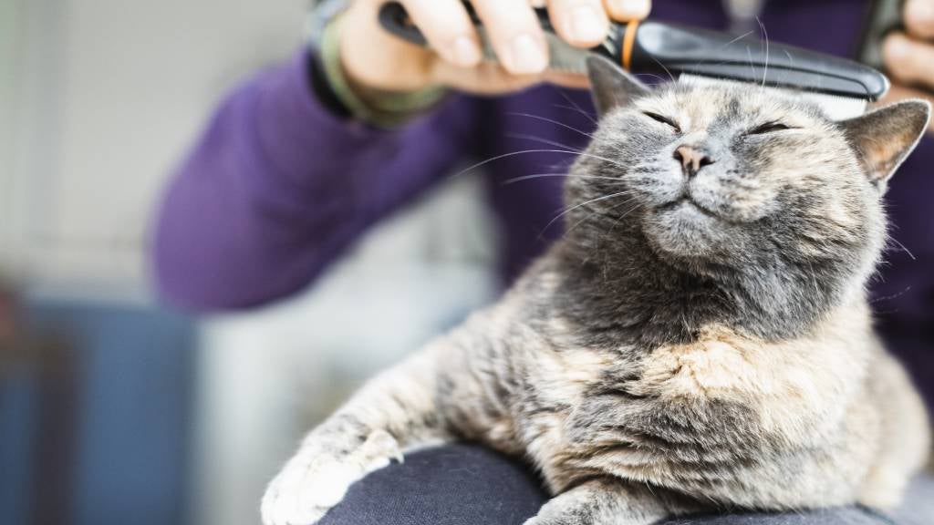 Grooming your cat guide with video | RSPCA Pet Insurance