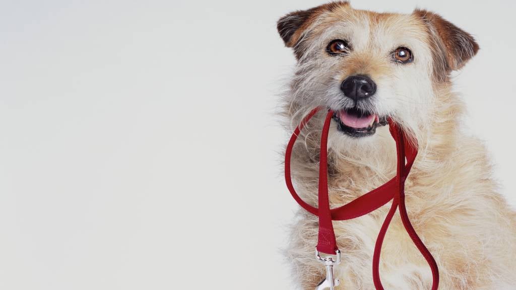 5 ways to train your dog to walk on a leash RSPCA Pet Insurance