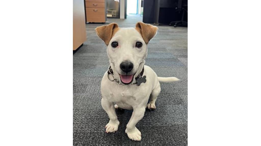 Adopting an older dog or cat has many benefits RSPCA Pet Insurance