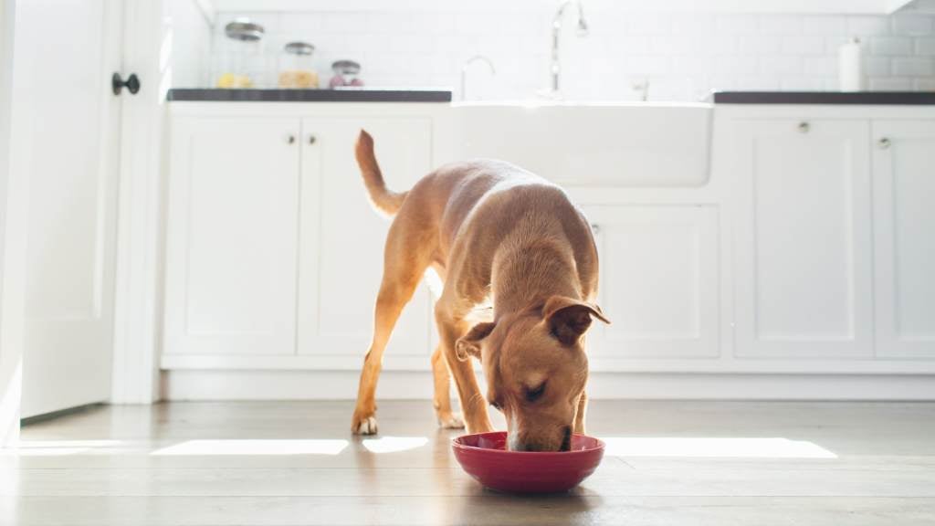 What is the safest diet for my dog? | RSPCA Pet Insurance
