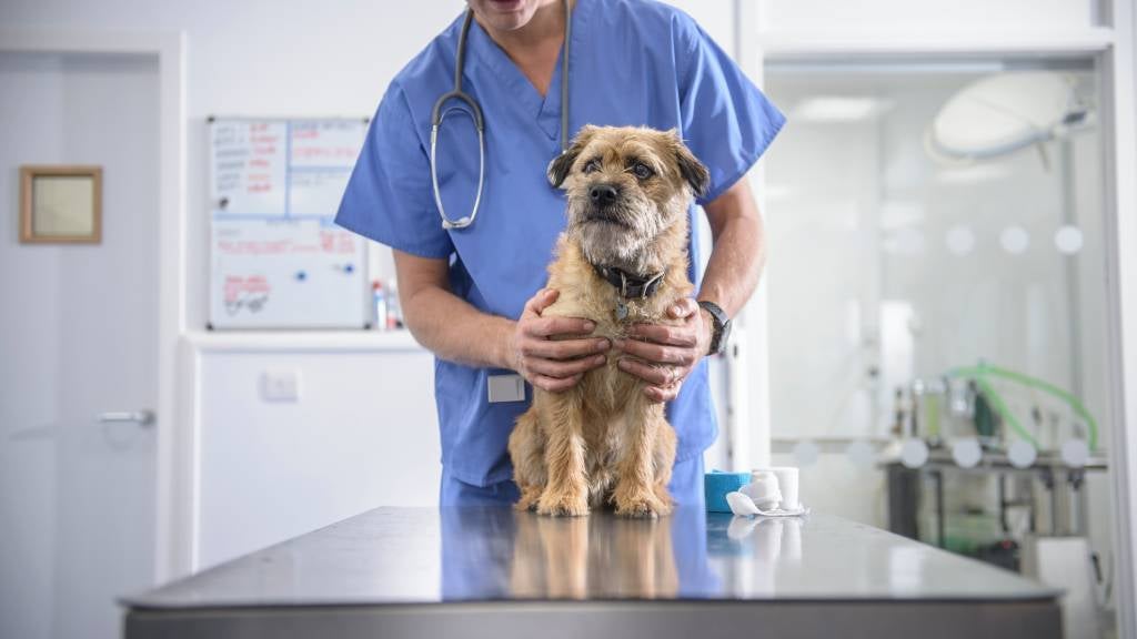 puppy vaccine side effects uk
