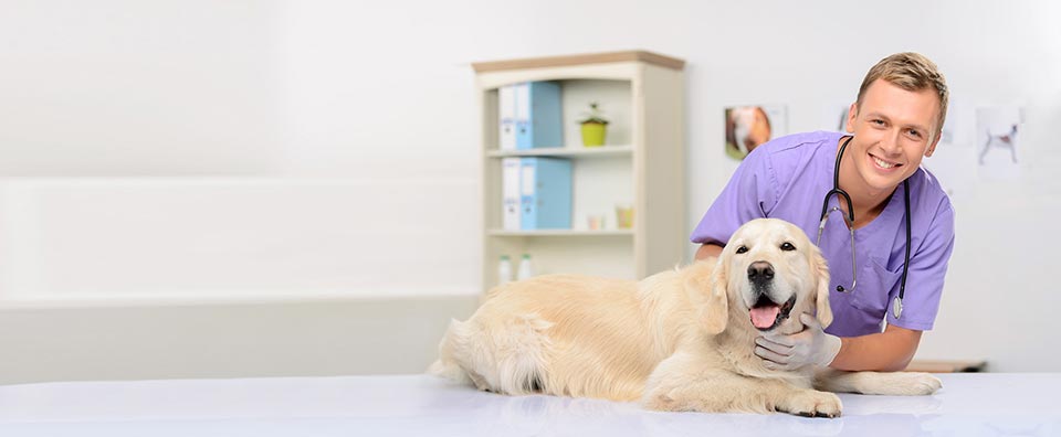 Future Animal Carer&rsquo;s Grant | RSPCA Pet Insurance