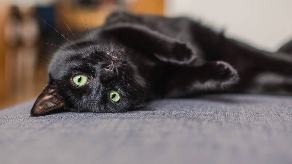Facts about black cats | RSPCA Pet Insurance