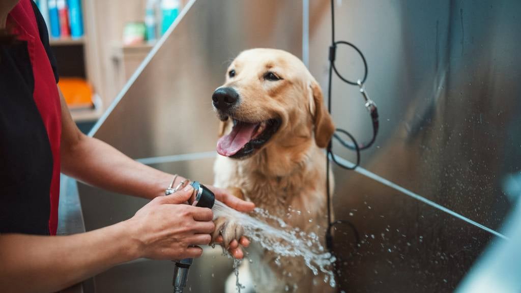 How to help your dog enjoy bath time RSPCA Pet Insurance