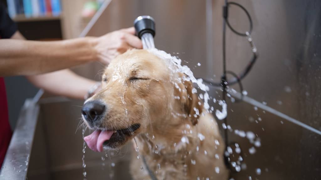 Washing and brushing your dog RSPCA Pet Insurance