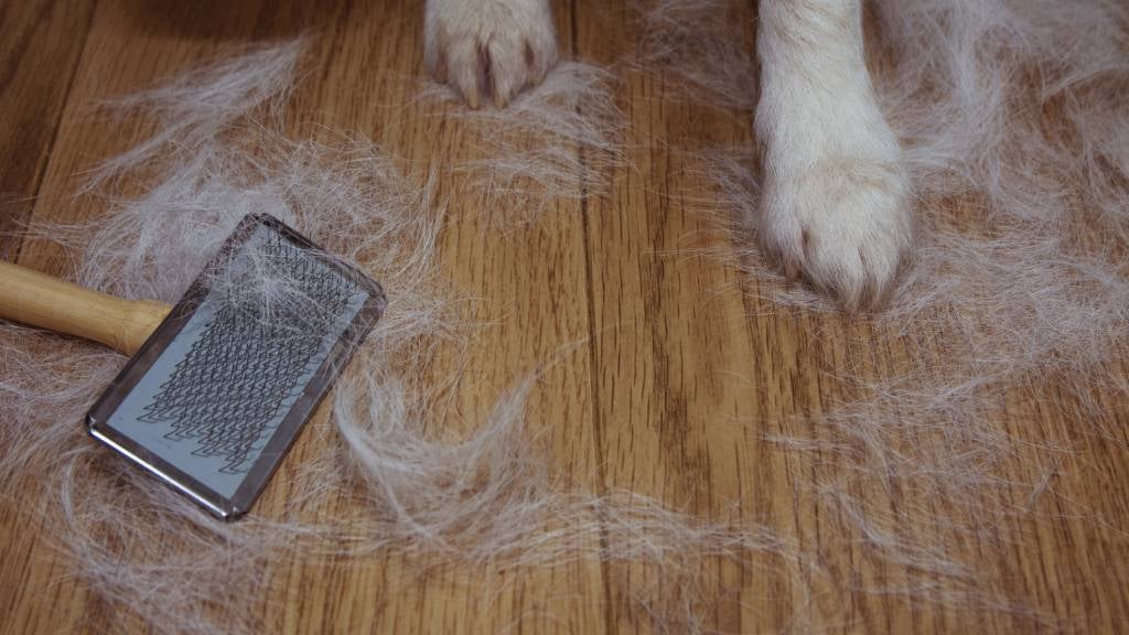 How Often Should You Brush A Shedding Dog For A Healthy Coat?