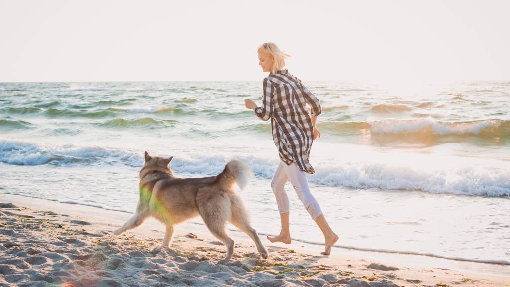 ensure-your-dog-s-safety-before-going-to-the-beach-rspca-pet-insurance