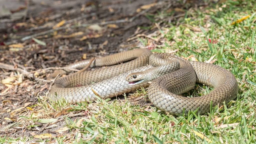 Snake bites and dogs: What to do | RSPCA Pet Insurance