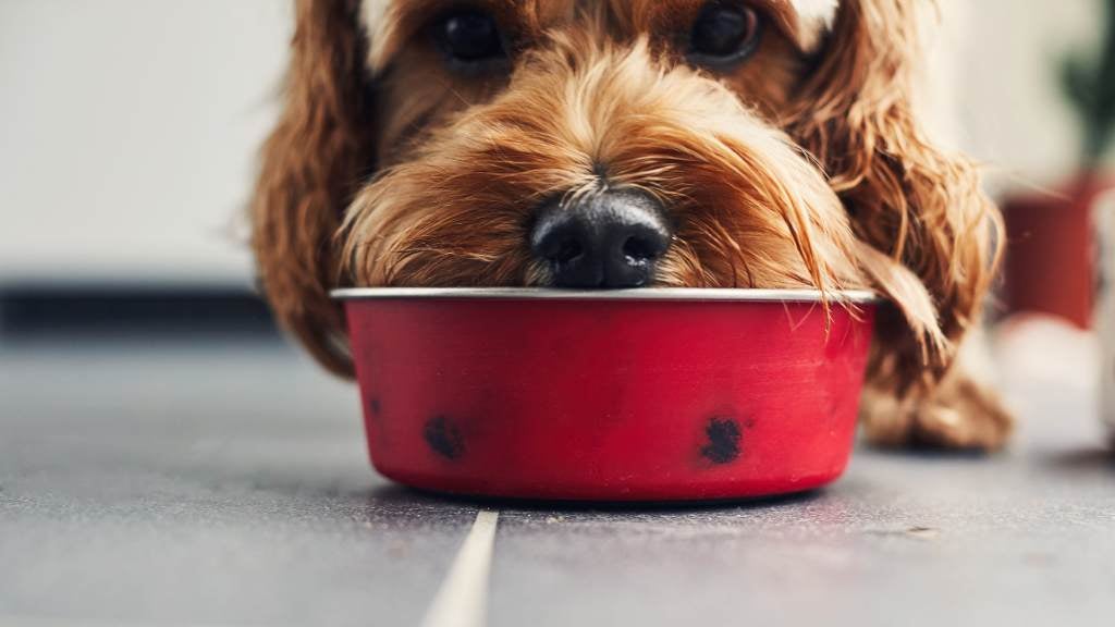 What Kind of Dog Bowl Is Best for My Dog?