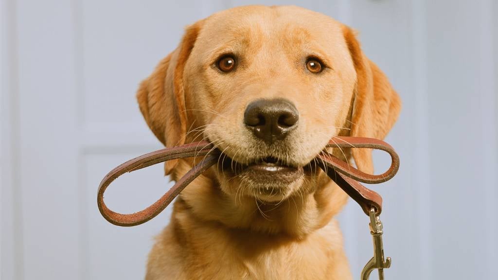 what counts as exercise for a puppy