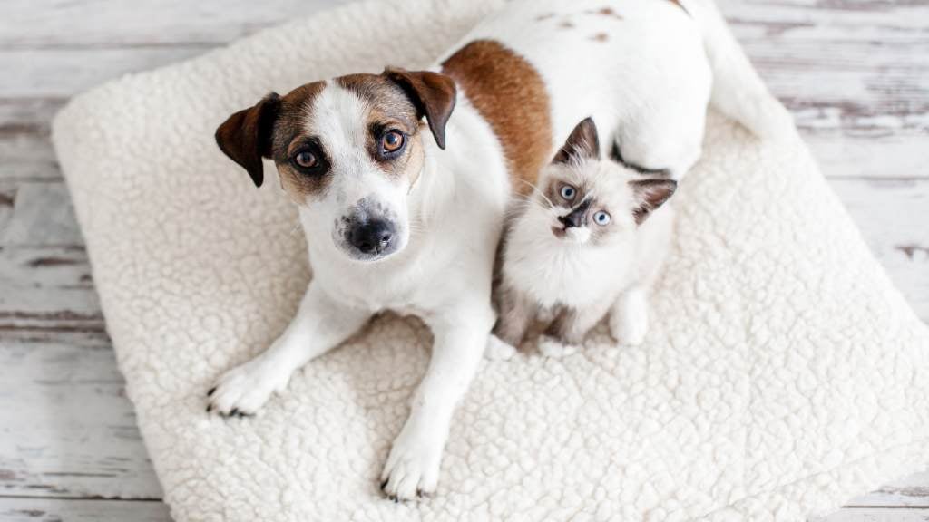 Why does my pet follow me to the bathroom (and other curious