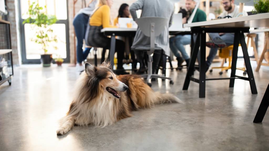 Tips for bringing your dog to work