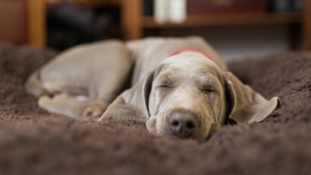 How to puppy-proof your home eBook