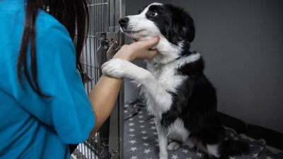 Border Collie  RSPCA Pet Insurance