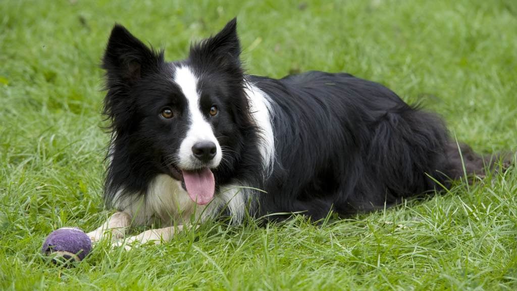 Long haired deals border collie