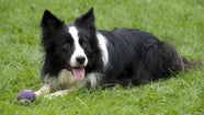 How Much Exercise Do Border Collies Need A Day Ronzeil