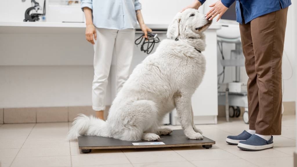 Dogs and health checks RSPCA Pet Insurance