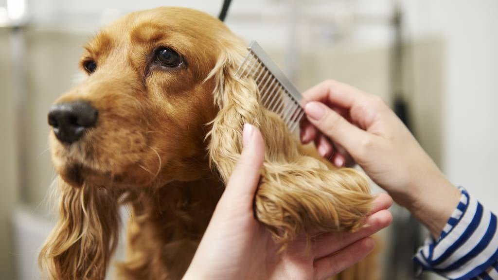 how do professionals groom dogs