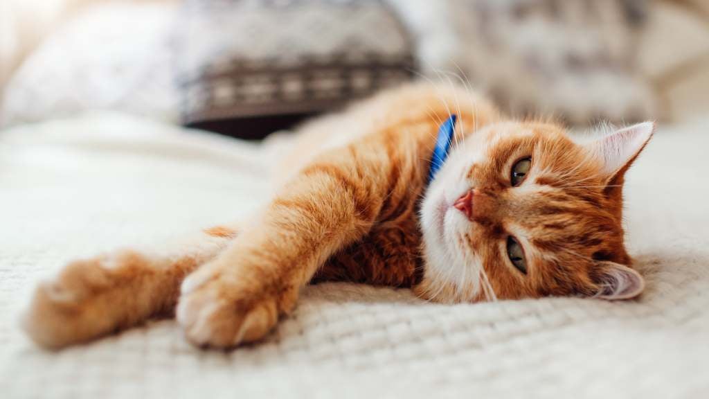 Daily activities of cats RSPCA Pet Insurance