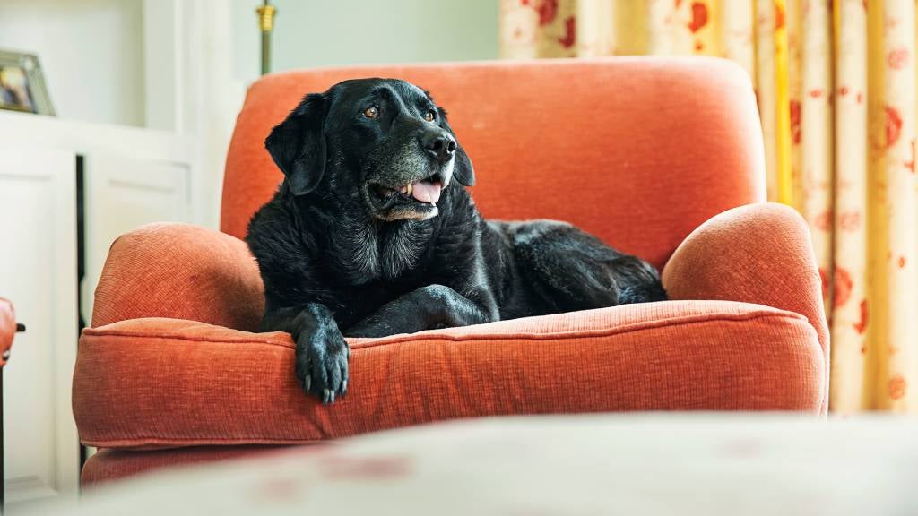 The importance of regular veterinary care for your senior dog | RSPCA Pet  Insurance