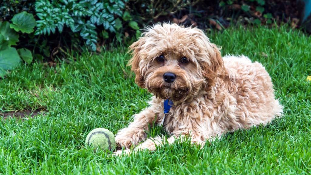 When Should A Dog Be Desexed RSPCA Pet Insurance