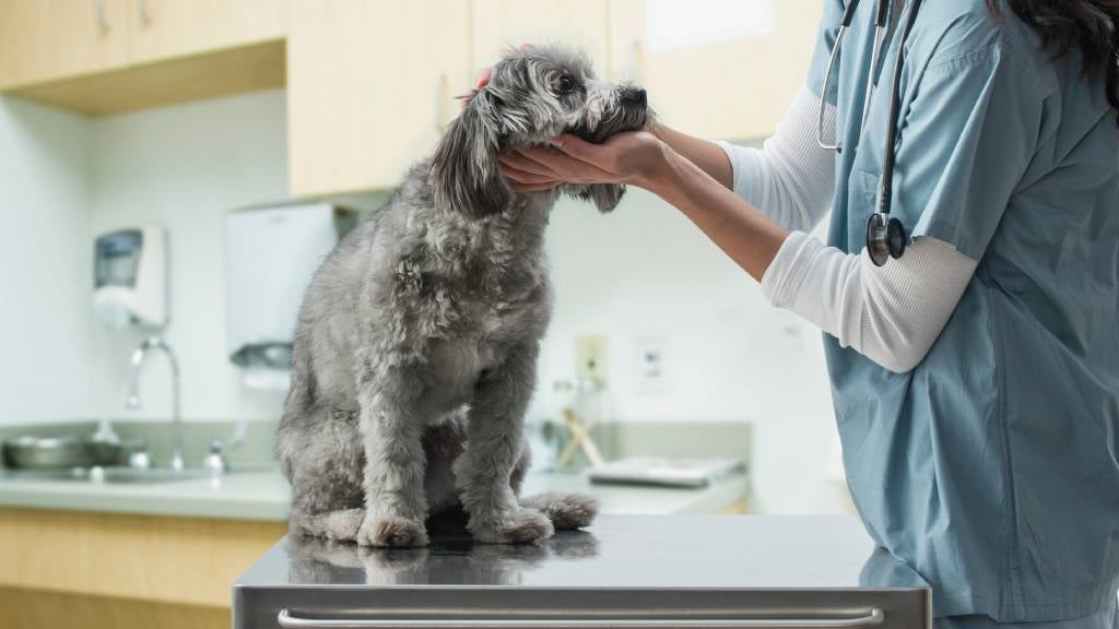 how often should i bring my puppy to the vet