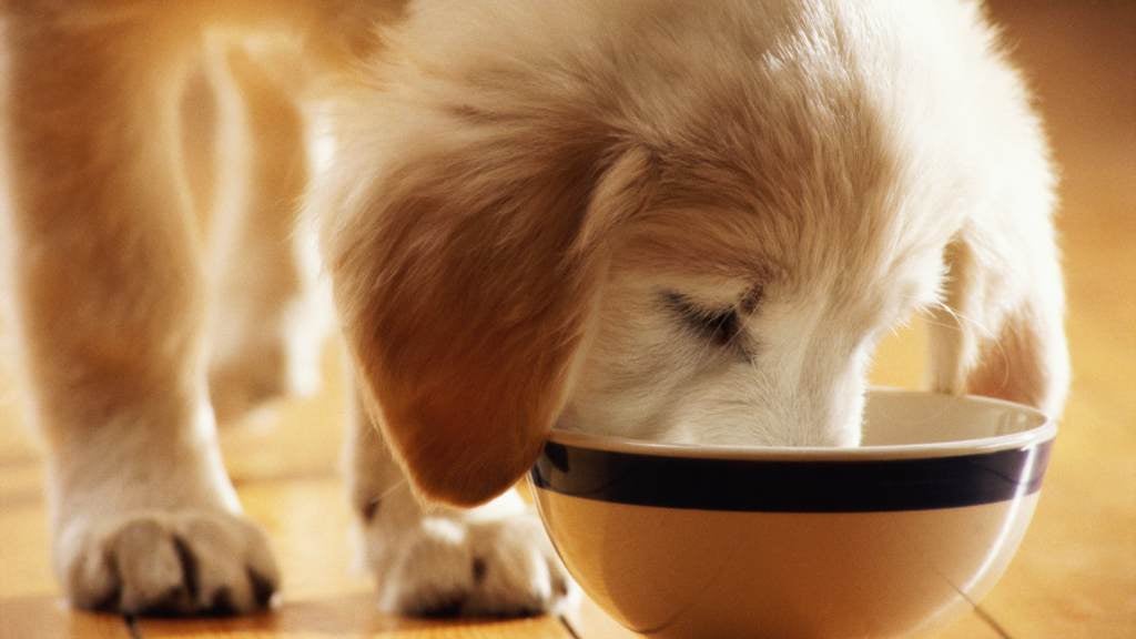 What should I feed my dog? – RSPCA Knowledgebase