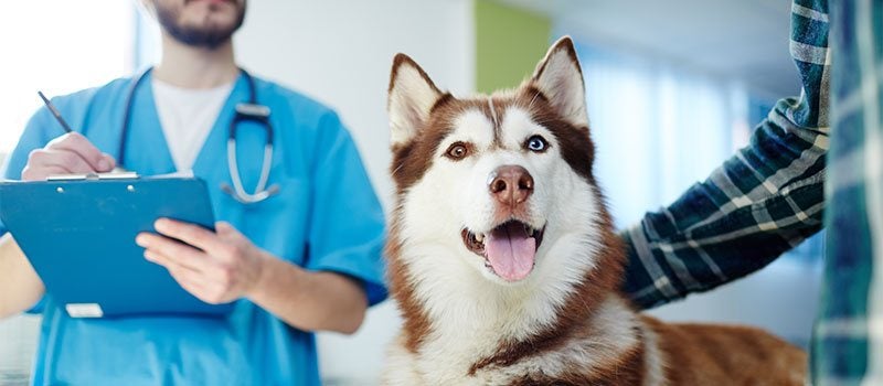 Vaccination schedule for pet travel to Thailand