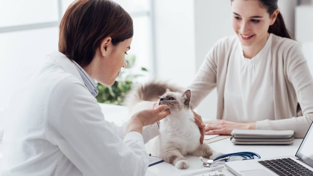 how much does cat vet visit cost