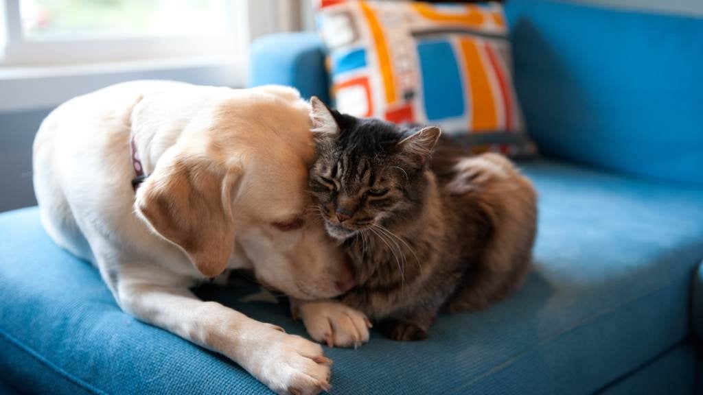 cat and dog cuddling on the couch.