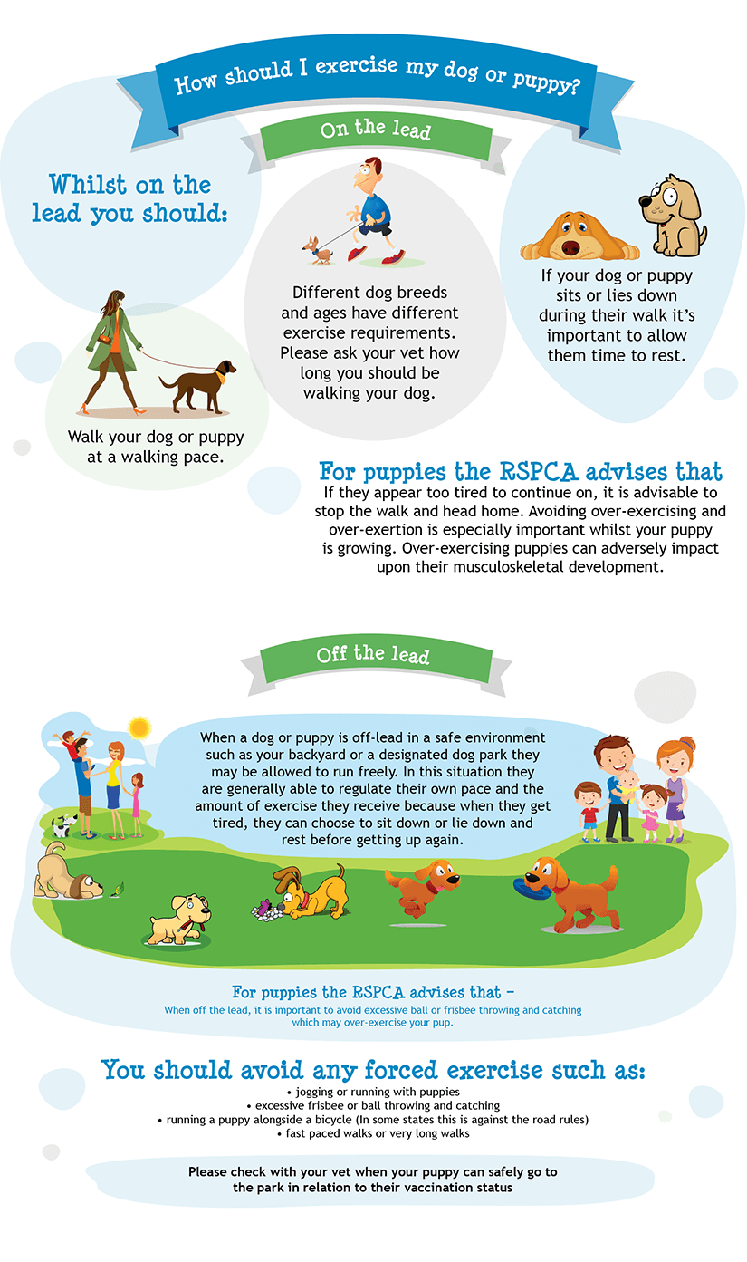 Exercise and Your Dog