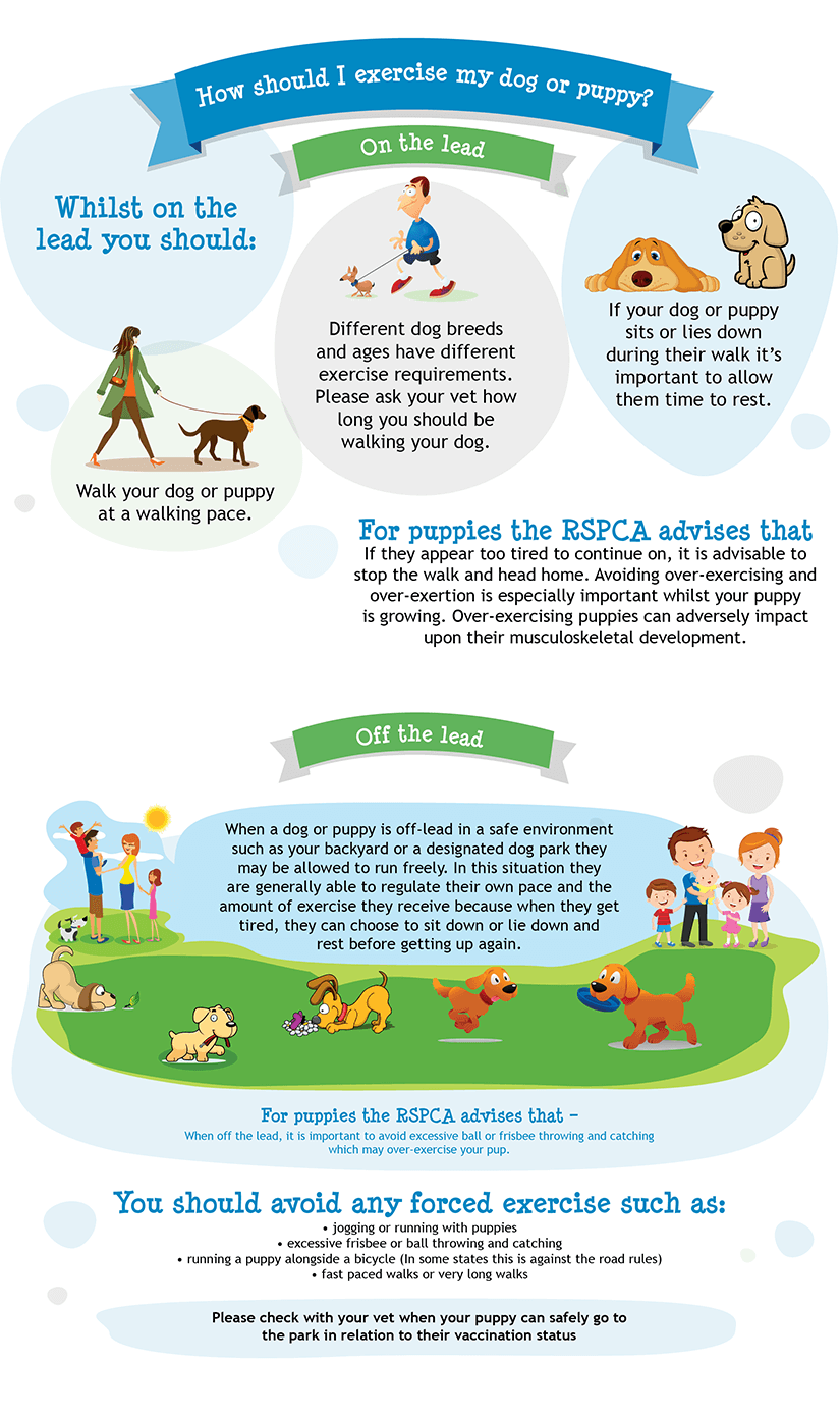 Great Ways to Exercise With Your Dog  