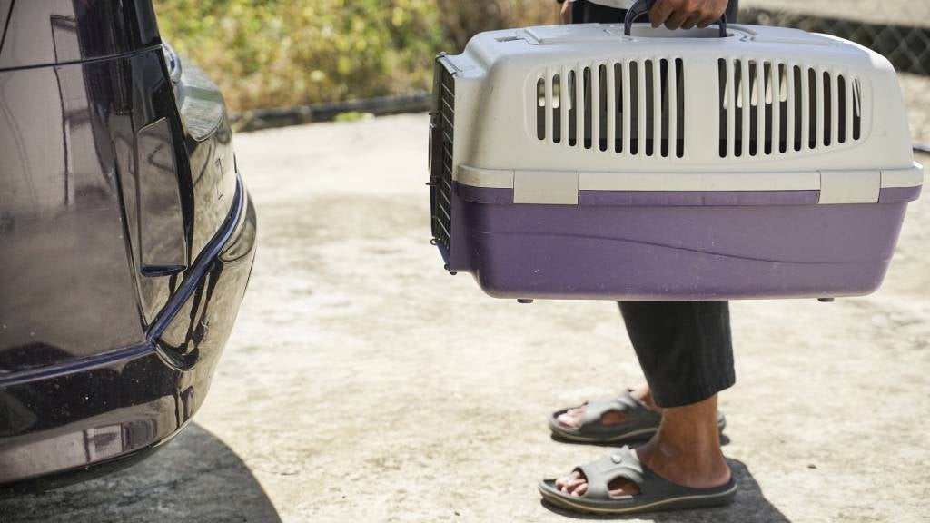 Pet travel guide RSPCA Pet Insurance