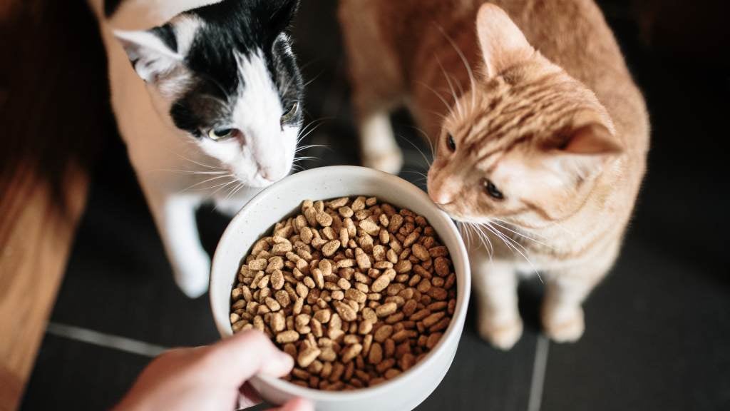 Foods to avoid for cats RSPCA Pet Insurance
